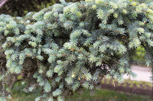 A branch of blue fir tree is on a green background for Christmas decoration photo