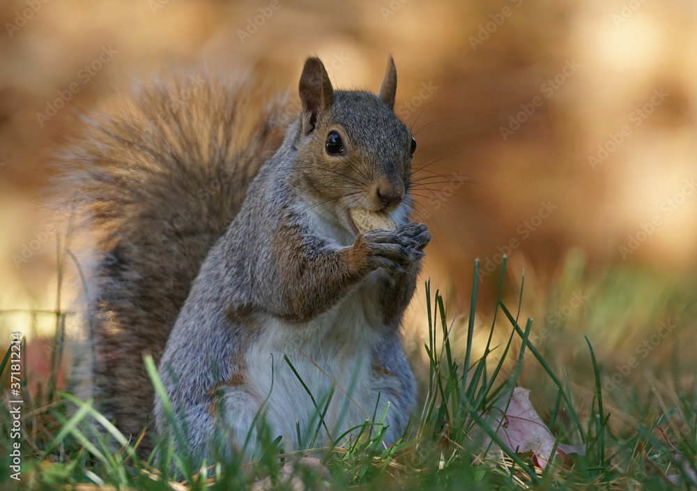 Awesome portrait of a grey squirrel eating a peanut with his paws on a beautiful luminous background Awesome portrait of a grey squirrel eating a peanut with his paws on a beautiful luminous background
