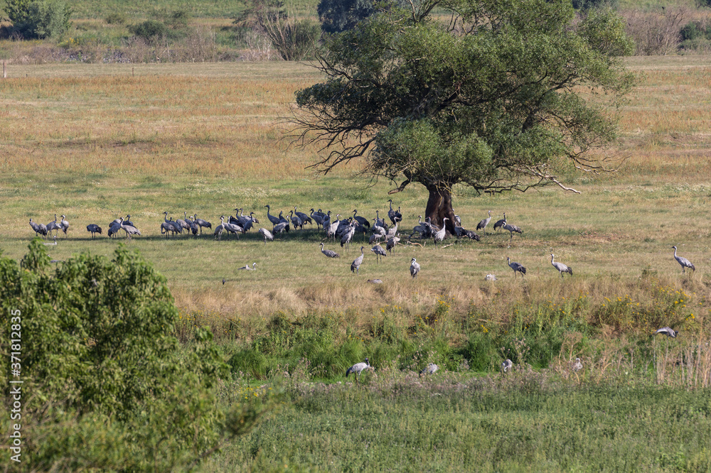The cranes gather in Brandenburg, before moving south.