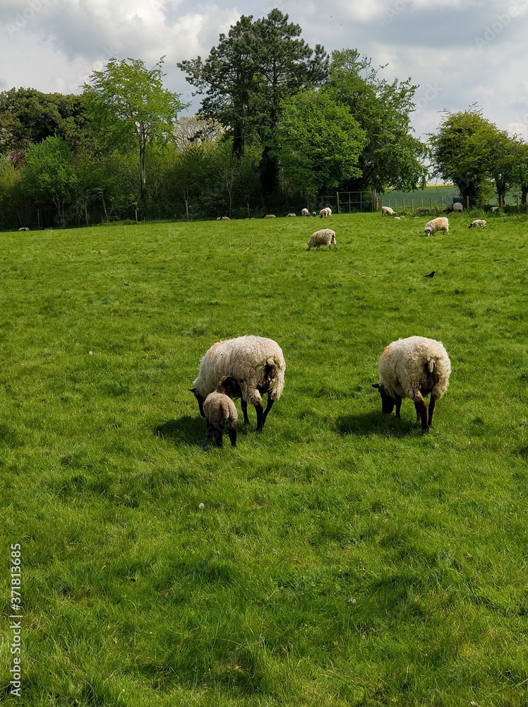 Fototapeta premium Sheep