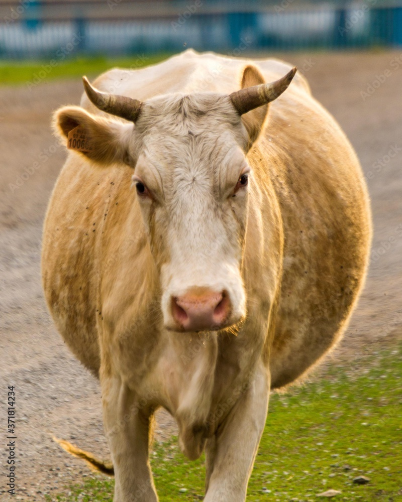 cow with a big belly close up cow with a big belly close up