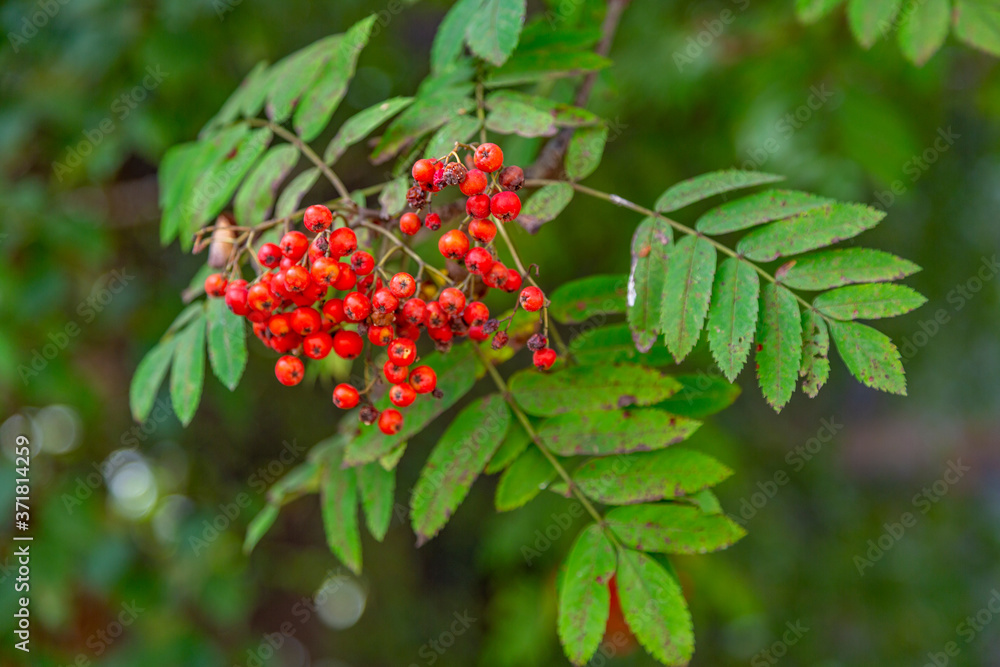 Branch with bright autumn berries of mountain ash in the october park Branch with bright autumn berries of mountain ash in the october park