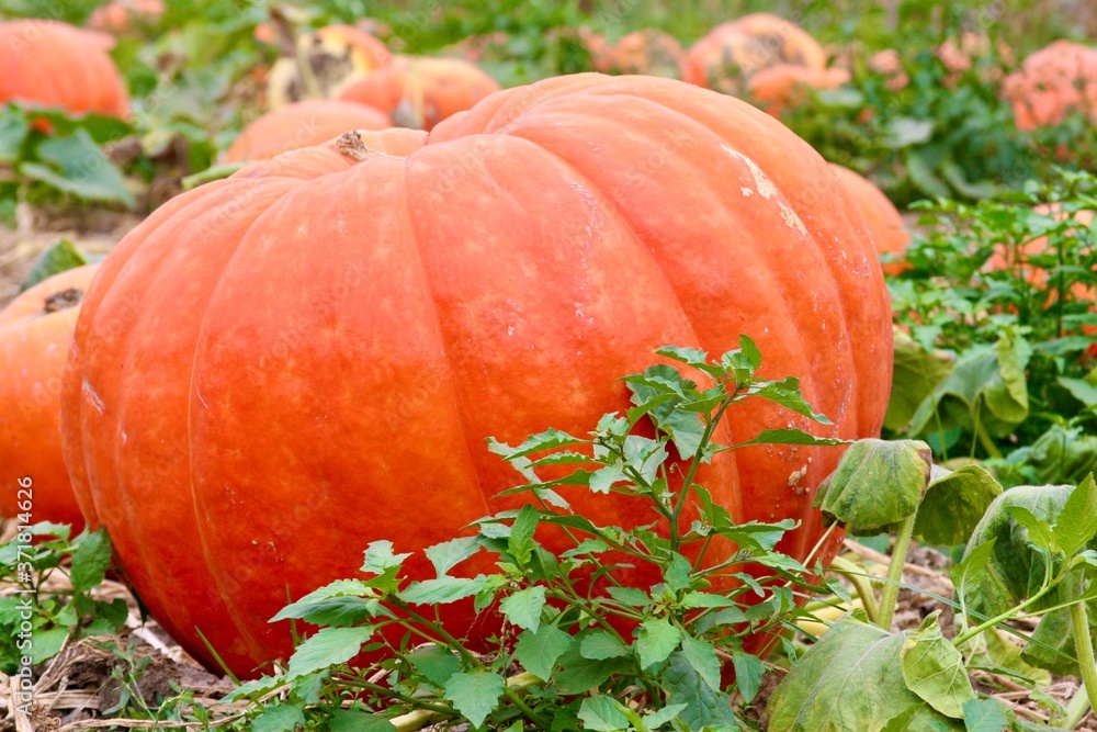 Obraz premium Big orange pumpkin in pumpkin patch Halloween Thanksgiving in October and November