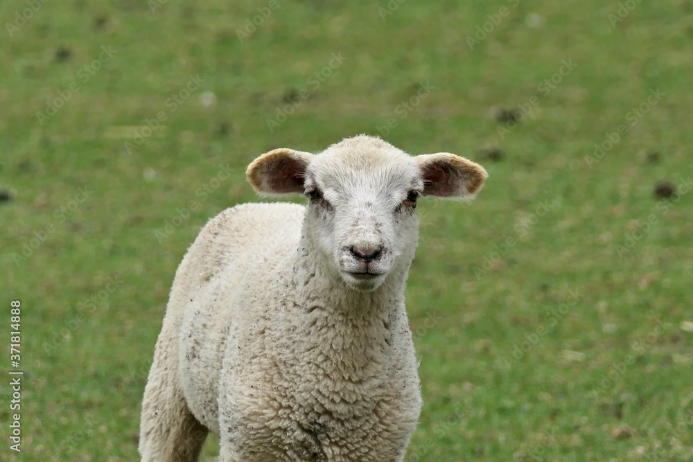 Young cute white sheep in a field looking into the camera