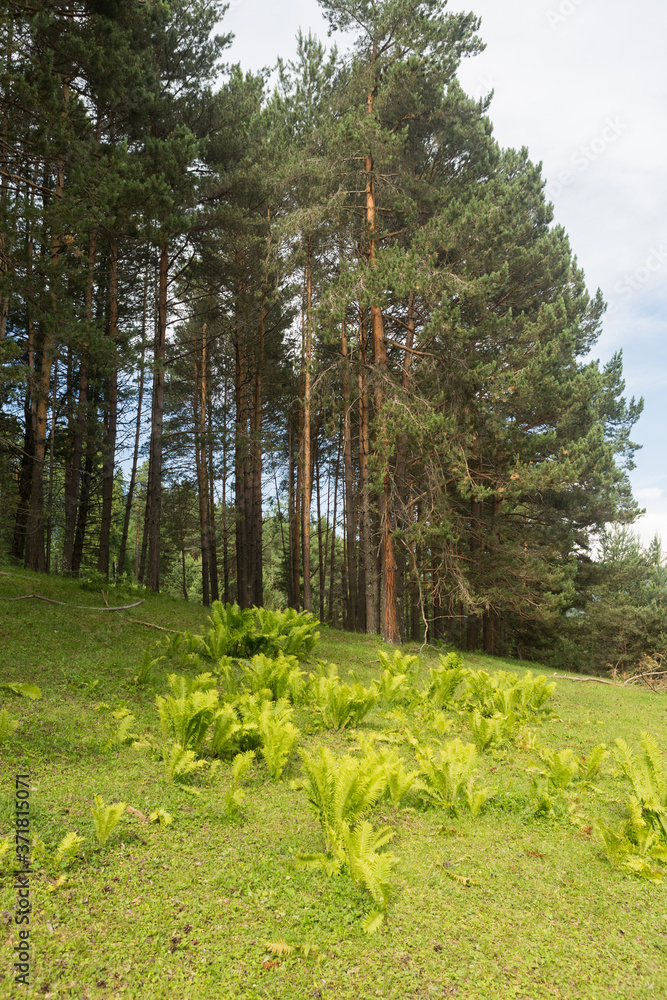 Obraz premium Beautiful green clearing field in a forest - picture with copy-space