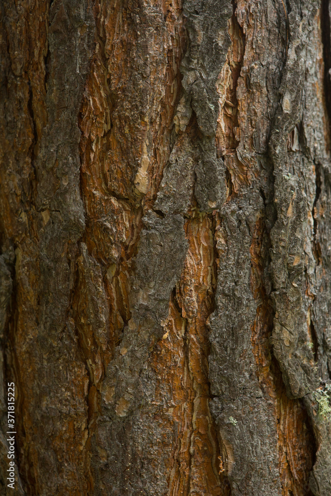 Texture shot of brown tree bark, filling the frame Texture shot of brown tree bark, filling the frame