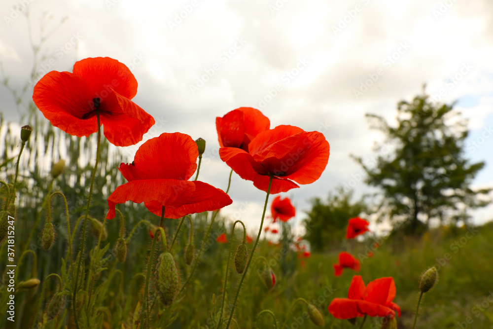 Obraz premium Beautiful red poppy flowers growing in field, closeup