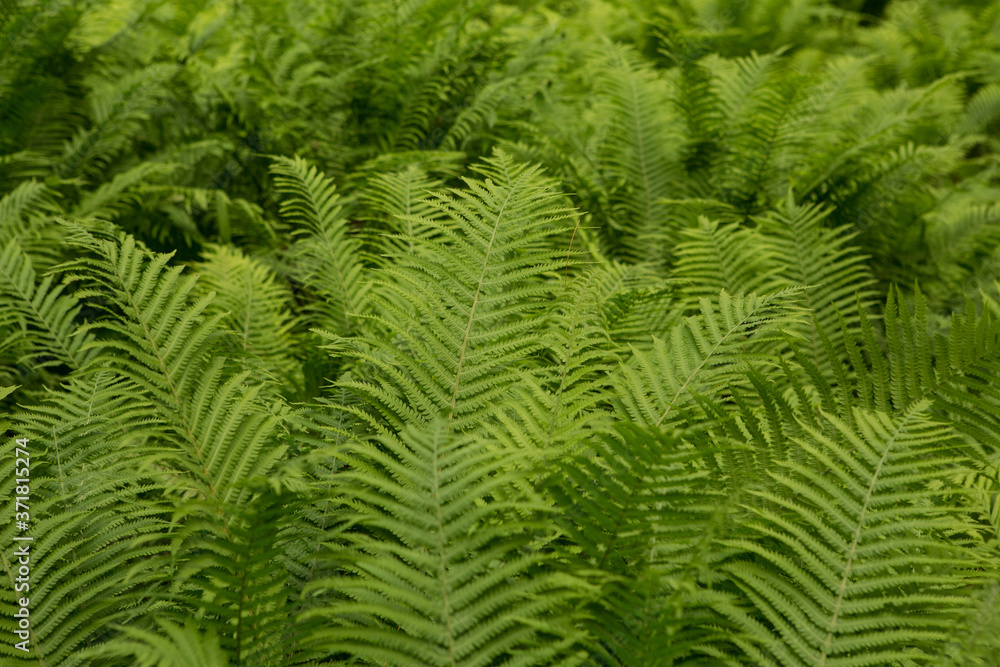 Beautiful ferns leaves green foliage nature. Floral fern background. Ferns leaves green foliage. Tropical leaf. Exotic forest plant. Botany concept. Ferns jungles. Vibrant ferns close up.