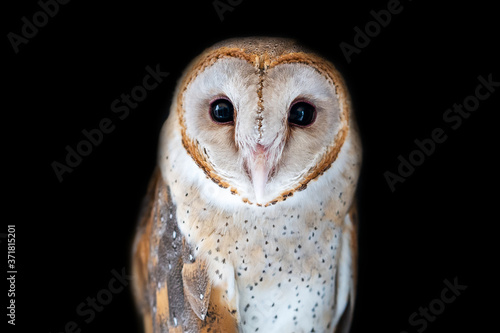 Closeup Of Common Bran Owl  isolated on white black background.