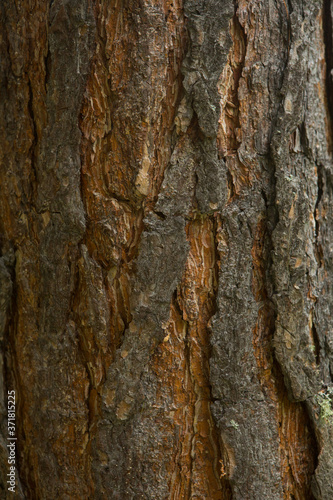 Fototapeta Naklejka Na Ścianę i Meble -  Texture shot of brown tree bark, filling the frame