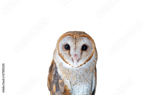 Closeup Of Common Bran Owl isolated on white background.