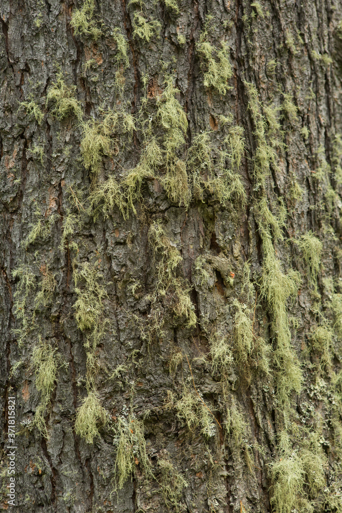 Texture shot of brown tree bark, filling the frame Texture shot of brown tree bark, filling the frame