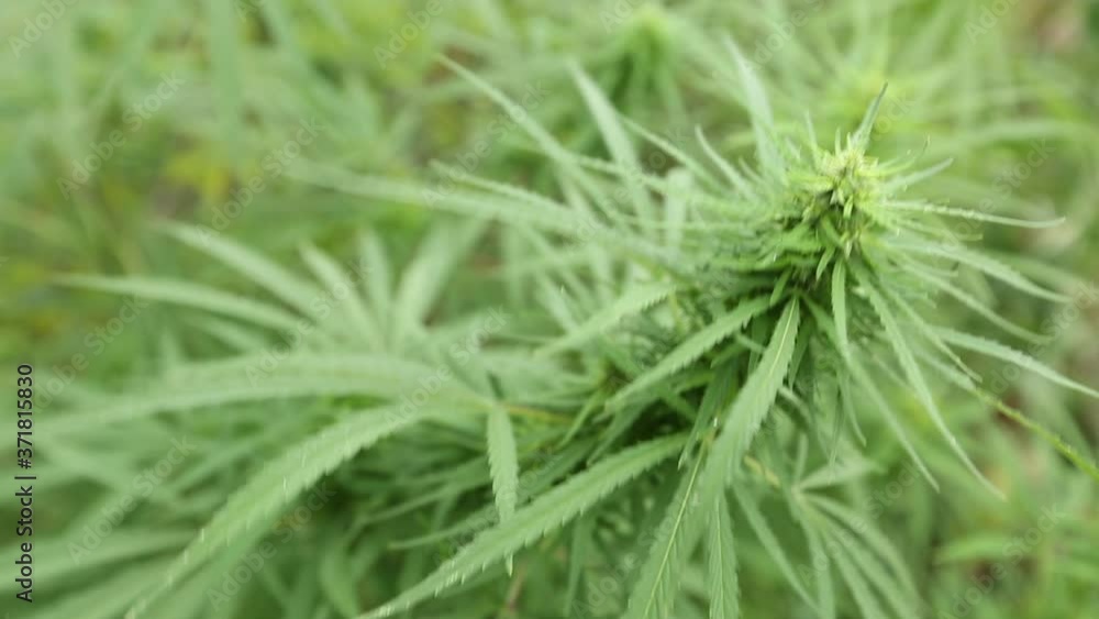 Cannabis leaves plant. Hemp sways in the wind. Cannabis leaves plant. Hemp sways in the wind.