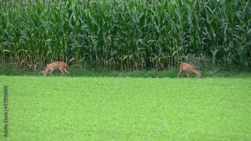 Two Roe deer graze next to a corn field. Slow motion, long static shot