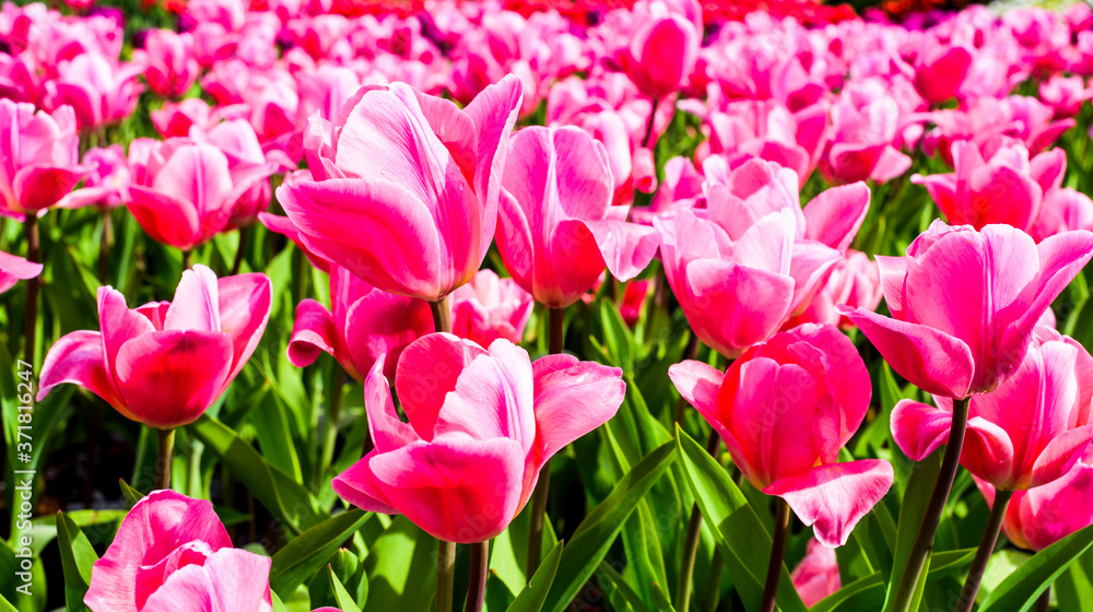 Fototapeta premium Beautiful tulips growing in the garden.