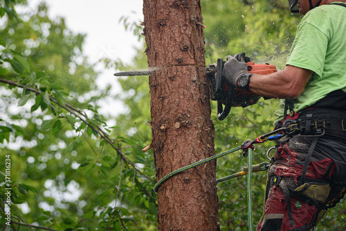 wood worker on a tree cutting wood with a chainsaw