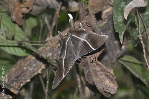 A large brown tropical swallowtail moth on the rain forest floor