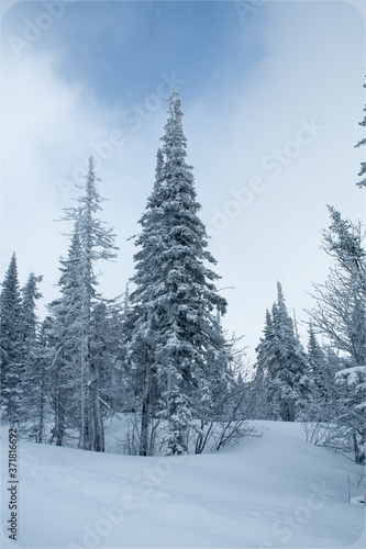 snow covered fir trees winter snow in the mountains
