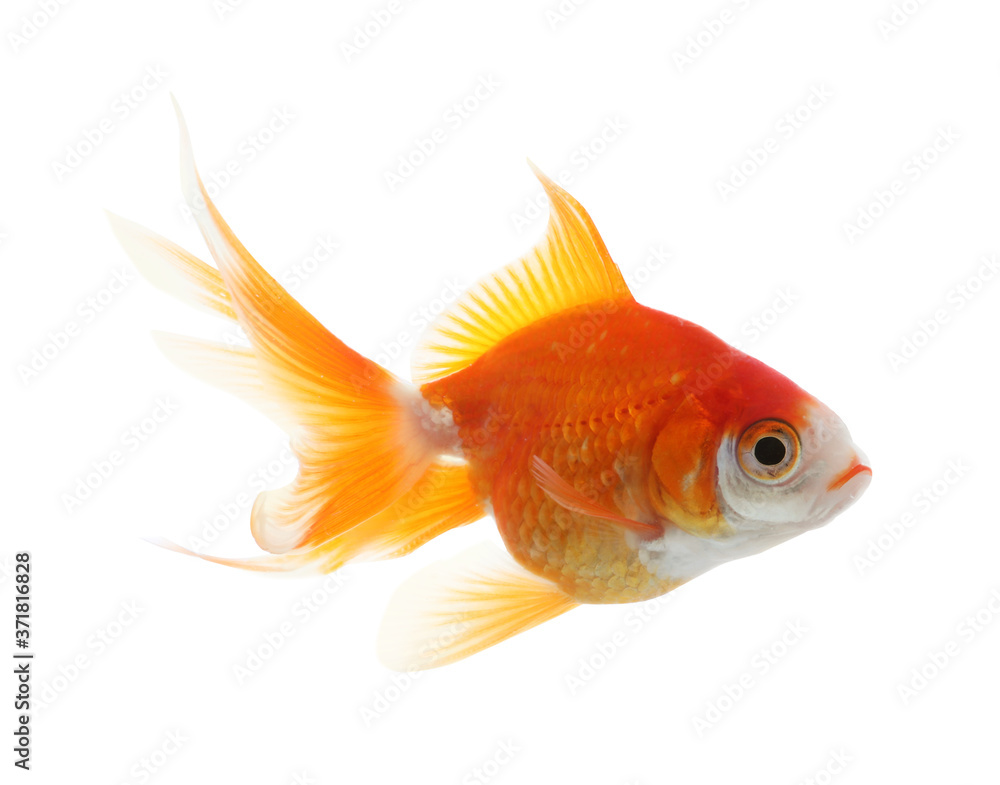 Fototapeta premium Beautiful bright small goldfish isolated on white