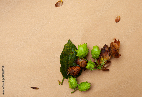 Hop Farming in North Carolina, Cascade hops, freshly harvested on a table. Negative space photo