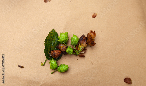 Hop Farming in North Carolina, Cascade hops harvested on a table. Mix of green and brown hop cones. photo