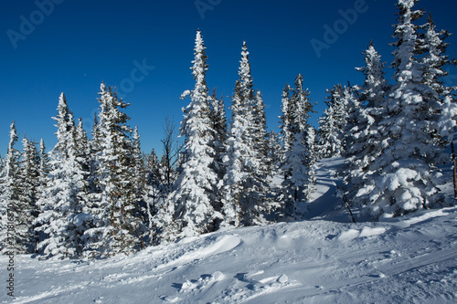 snow covered fir trees winter snow in the mountains