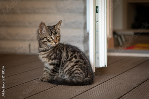 young European shorthair cat sits on the terrace and looks into the camera
