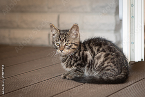 young European shorthair cat sits on the terrace and looks into the camera