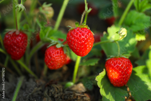 Strawberry plant with ripening berries growing in field  closeup