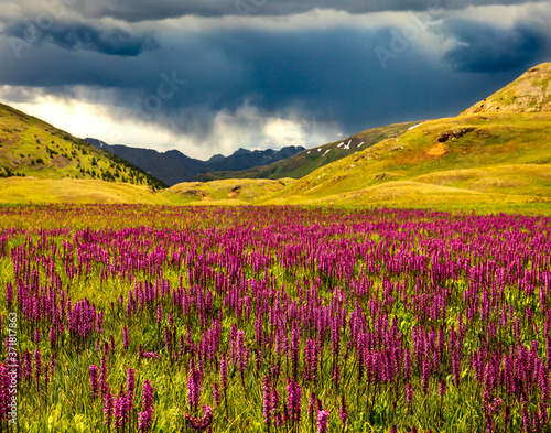field of flowers © Jeremy Cobb