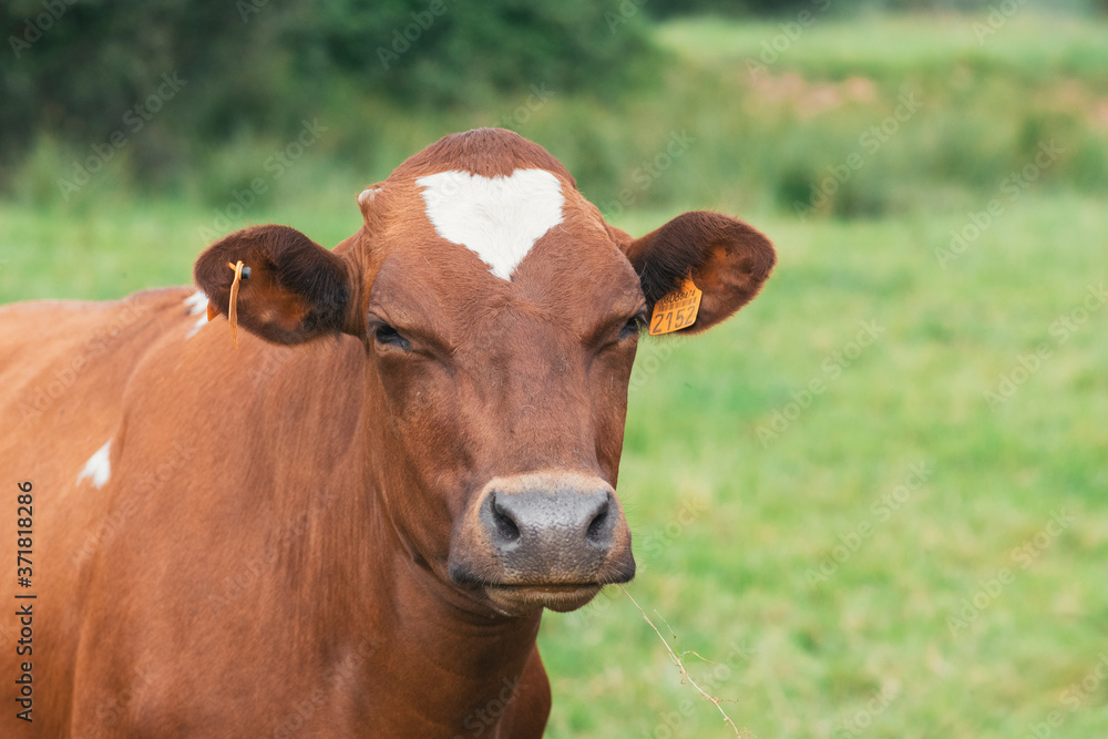 Cow with a hearth judges you