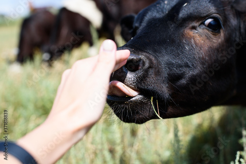 black calf licks his hand in the meadow