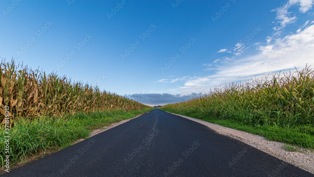A long paved road runs towards the horizon passing three cornfields