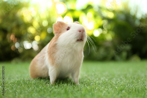 Cute guinea pig on green grass in park