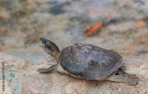 Tortoises (Testudinidae) are reptile species of the family Testudinidae of the order Testudines. They are particularly distinguished from other turtles by being land-dwelling.