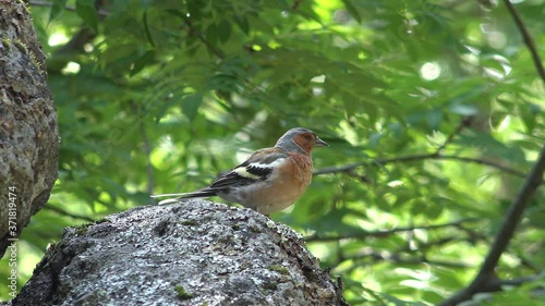 Video of bird chaffinch (Fringilla coelebs), sitting on stone in the forest. photo