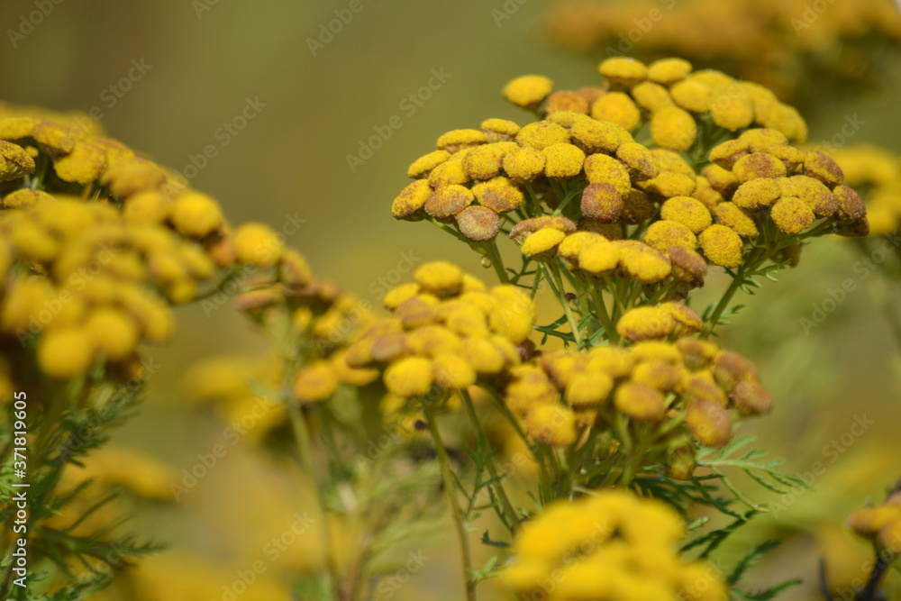 yellow flowers yellow flowers