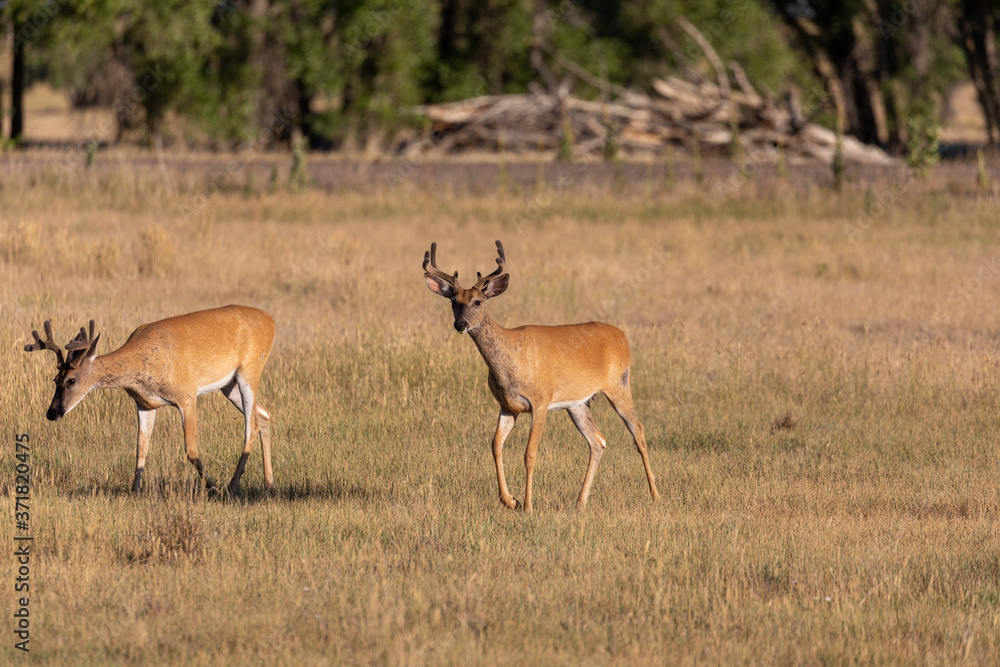 Whitetail Deer Bucks in Summer in Colorado Whitetail Deer Bucks in Summer in Colorado