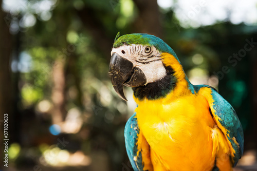 Portrait of macaw parrot bird in park