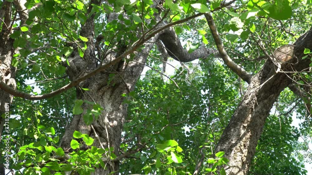 Bodhi Tree Bodhi Tree