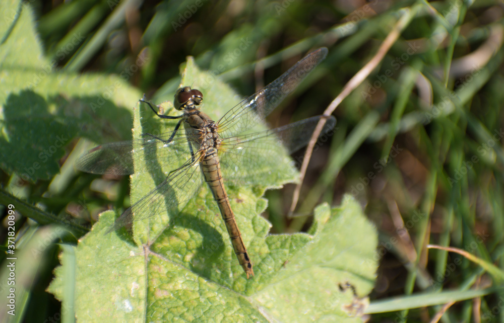 Draonfly warming it's wings on a leaf close to the ground Draonfly warming it's wings on a leaf close to the ground