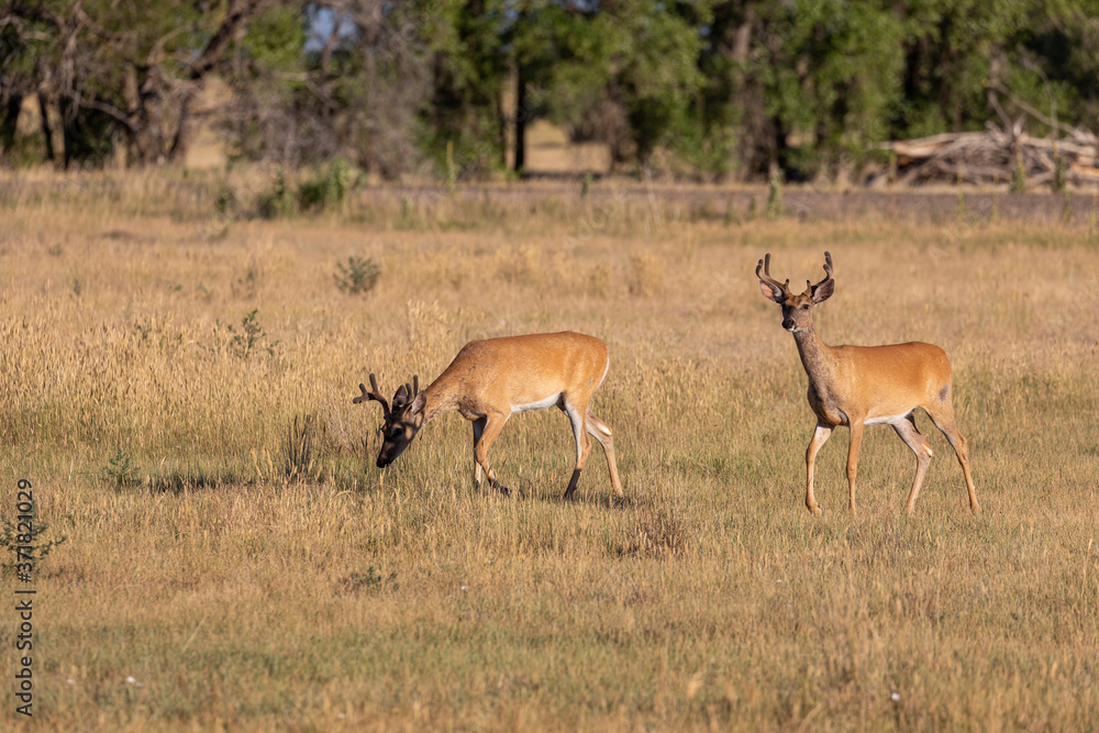 Whitetail Deer Bucks in Summer in Colorado Whitetail Deer Bucks in Summer in Colorado