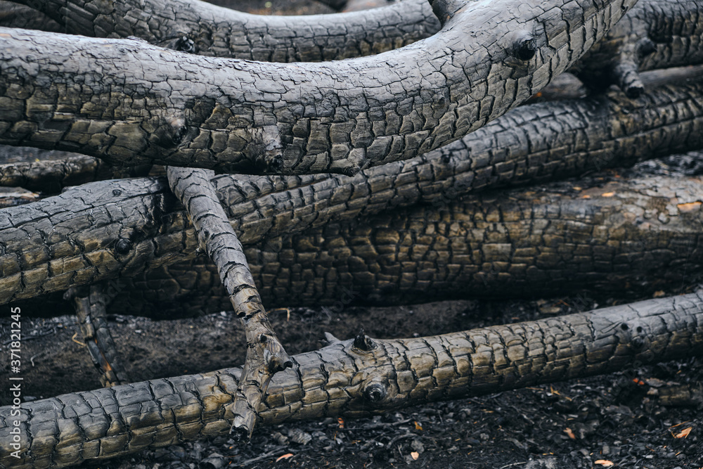 Fototapeta premium Fallen burned and charred trees after a fire in a pine forest.