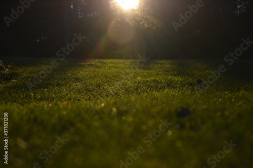 sun rays in the field