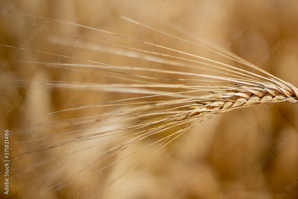 Close up of stems of gold and ripe rye. Concept of great harvest and productive seed industry Close up of stems of gold and ripe rye. Concept of great harvest and productive seed industry