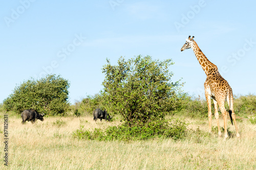 Masai giraffe and two African buffaloes in Maasai Mara National Reserve  Kenya