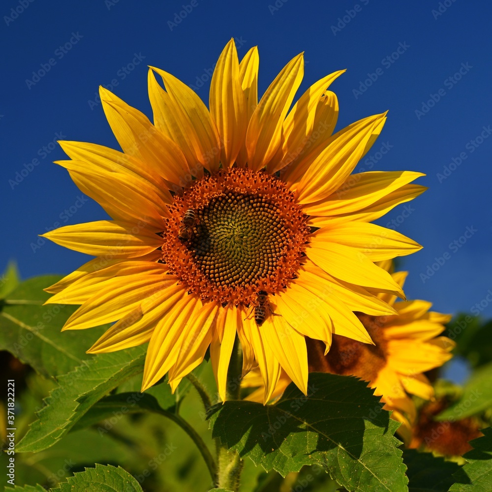 Fototapeta premium Sunflower. (Helianthus) Beautiful yellow blooming flower with blue sky. Colorful nature background for summer season.