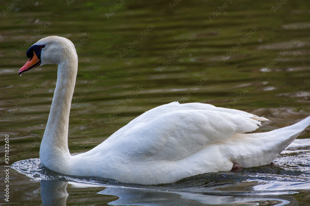 Swan 27 Swan 27