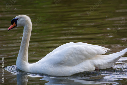 Swan 27