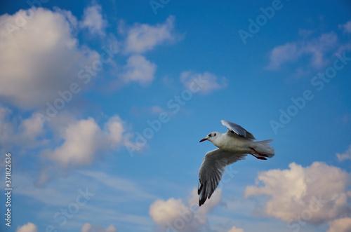 Seagull in blue sky clouds. Seagull flying in blue sky. Seagull flying in sky. Seagull flying sky